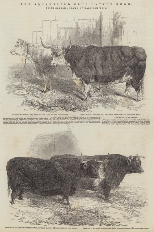 Mostra del bestiame del Club di Smithfield, bestiame premiato da Harrison William Weir