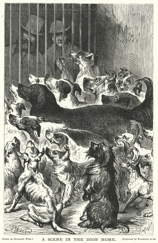 Una Scena nel Rifugio per Cani da Harrison William Weir