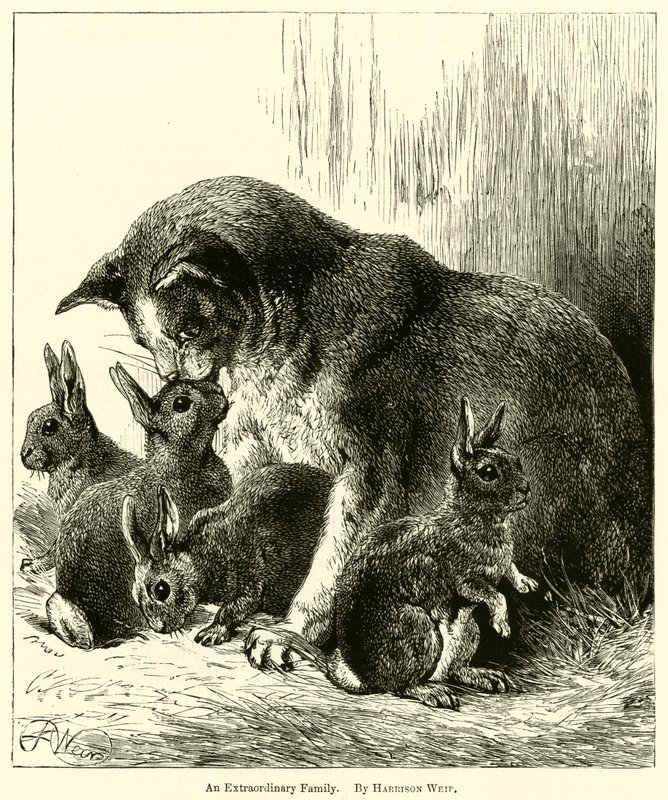 Una famiglia straordinaria da Harrison William Weir