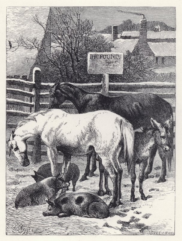 Animali nel recinto da Harrison William Weir