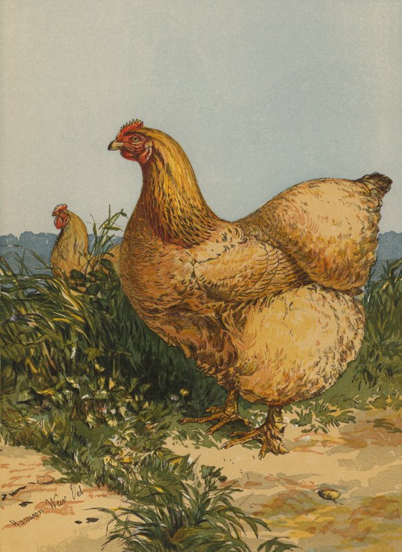 Gallina Cochin Buff da Harrison William Weir