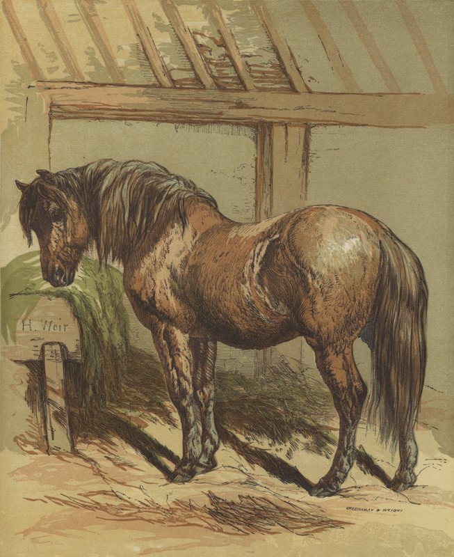 Charlie, il cavallo da Harrison William Weir