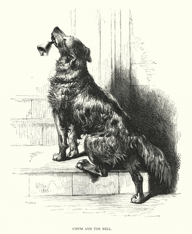 Chum e la campana (incisione) da Harrison William Weir