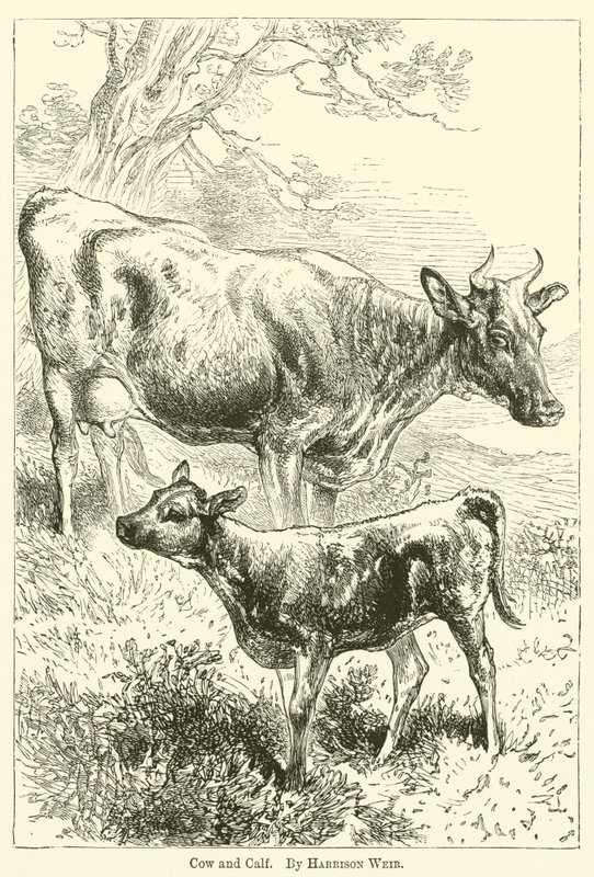 Mucca e vitello da Harrison William Weir