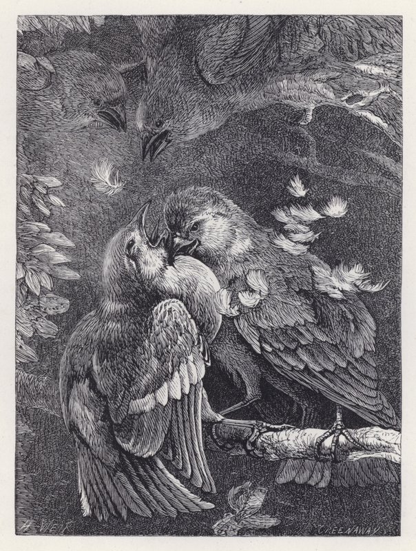Lotta tra un fringuello e un passero da Harrison William Weir