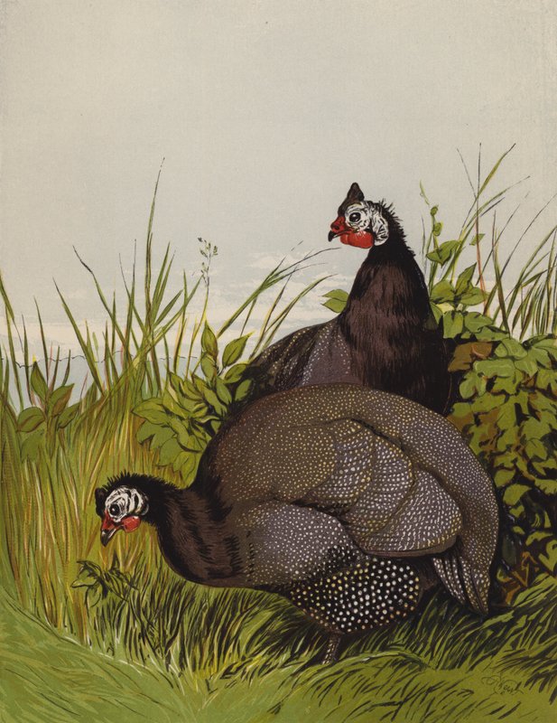 Faraone da Harrison William Weir