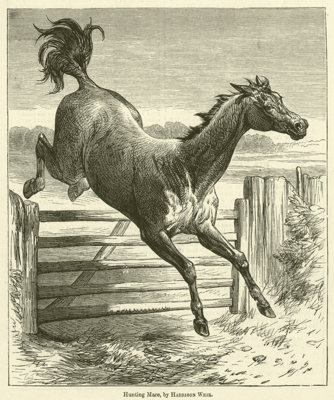 Cavalla da Caccia da Harrison William Weir