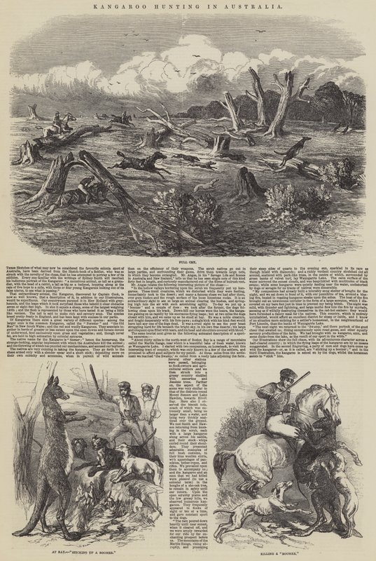 Caccia al canguro in Australia da Harrison William Weir