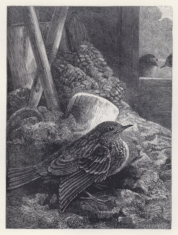 Piccolo pettirosso al sicuro da Harrison William Weir