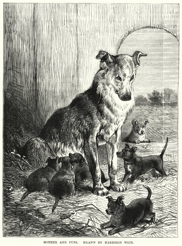 Madre e cuccioli da Harrison William Weir
