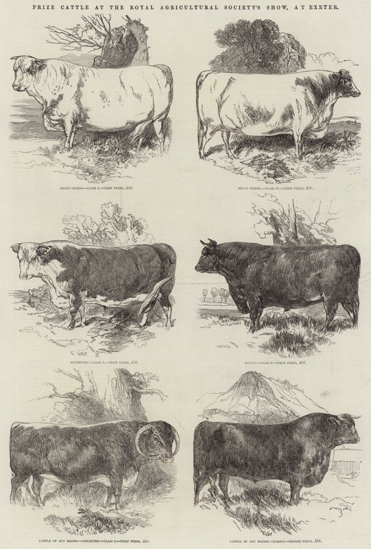 Bovini premiati alla mostra della Royal Agricultural Society a Exeter da Harrison William Weir
