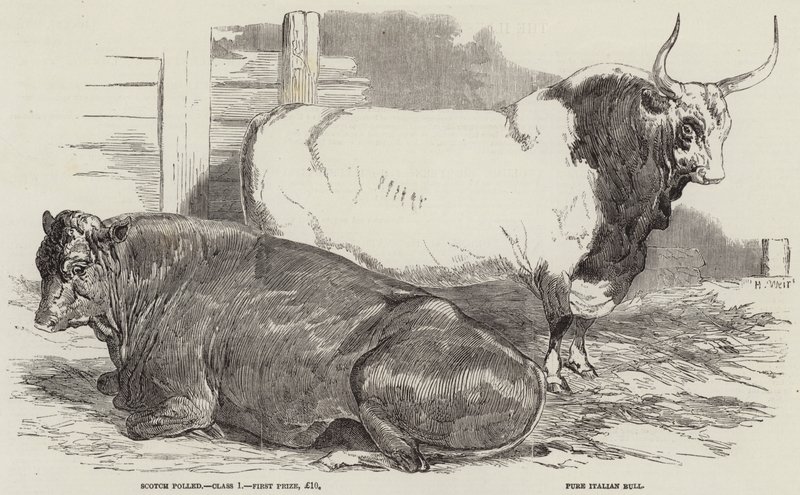 Bovini premiati alla mostra della Royal Agricultural Society, a Windsor da Harrison William Weir
