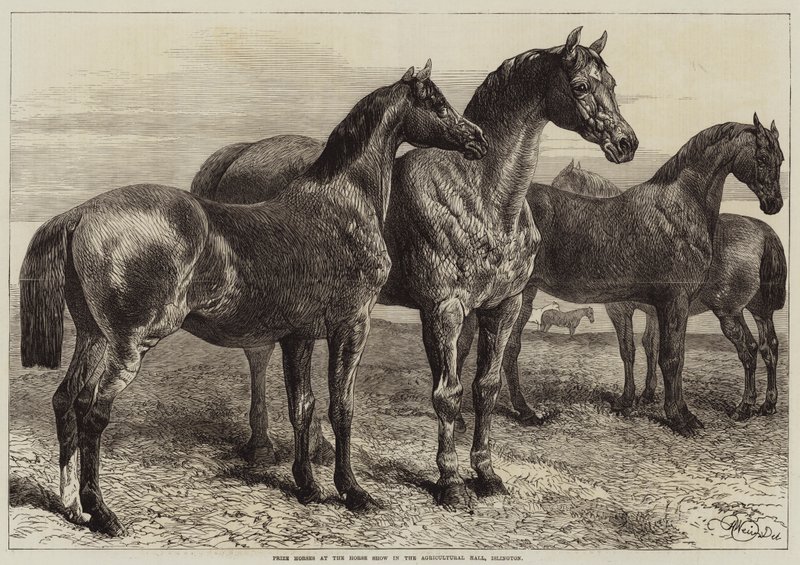 Cavalli premiati alla mostra di cavalli nella Agricultural Hall, Islington da Harrison William Weir