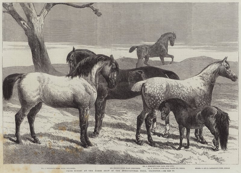 Cavalli premiati alla mostra equina nell