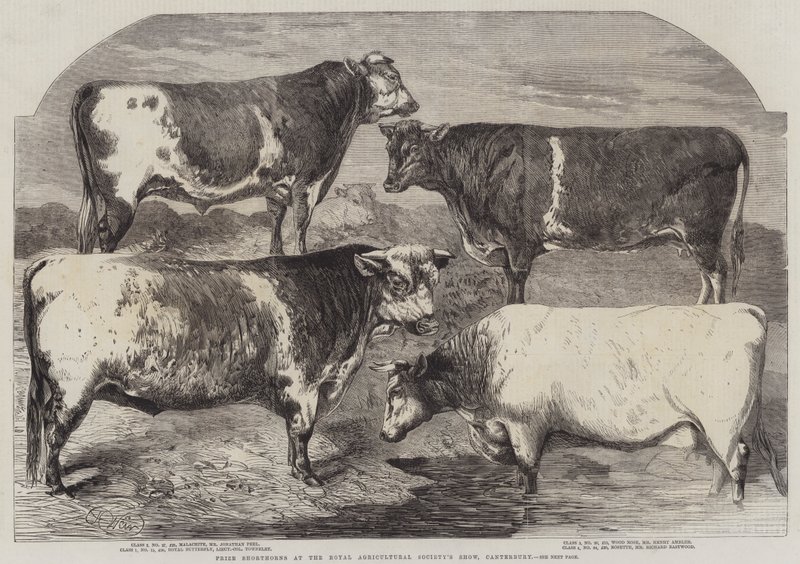 Shorthorn premiati alla mostra della Royal Agricultural Society, Canterbury da Harrison William Weir
