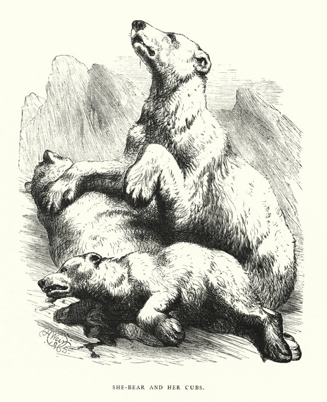 Orsa e i suoi cuccioli da Harrison William Weir