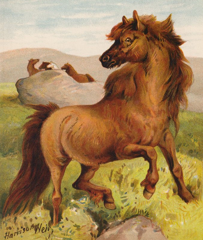Pony delle Shetland da Harrison William Weir