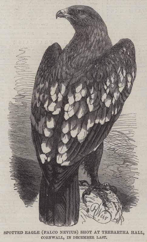 Aquila maculata (Falco Nevius) abbattuta a Trebartha Hall, Cornovaglia, a dicembre scorso da Harrison William Weir