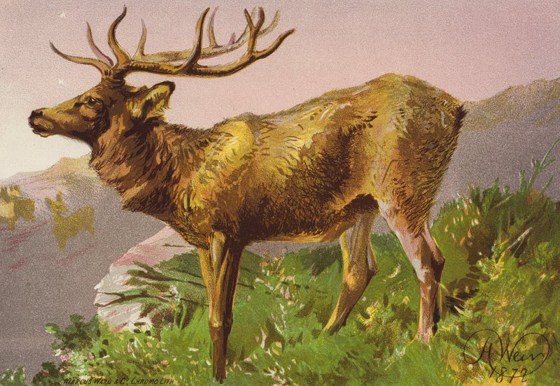 Cervo spaventato (litografia a colori) da Harrison William Weir