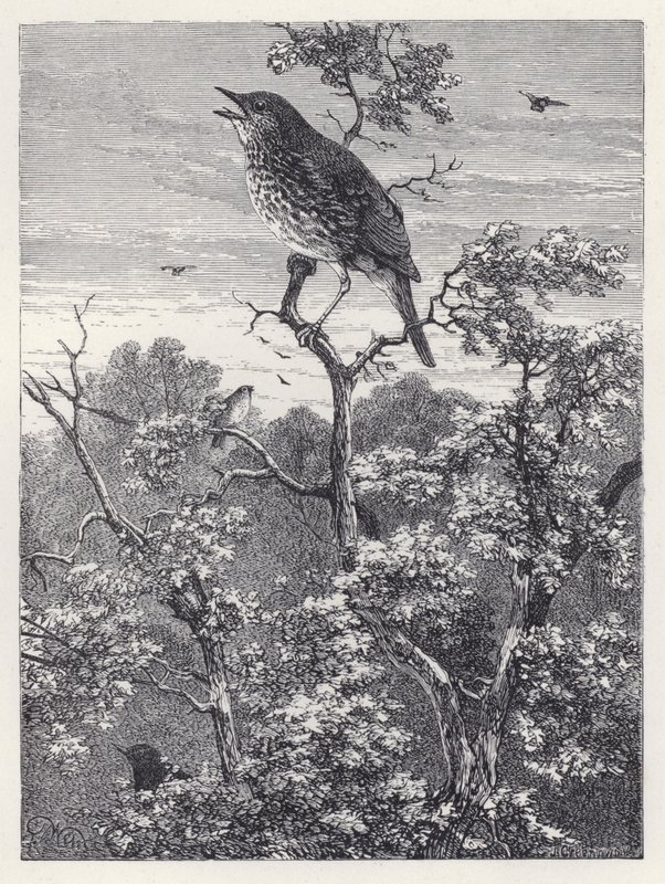 Il concerto degli uccelli da Harrison William Weir