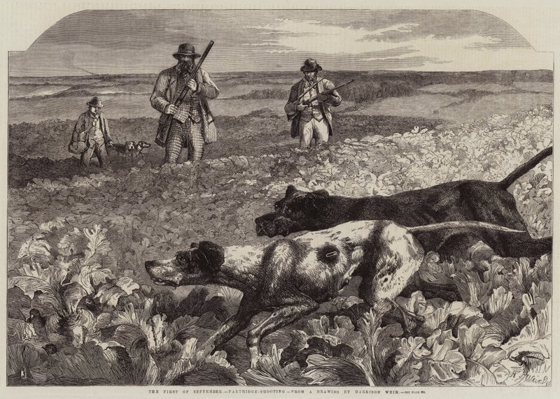 Il primo di settembre, caccia alla pernice da Harrison William Weir