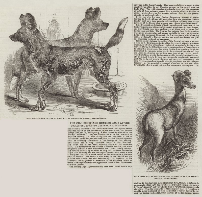 Le pecore selvatiche e i cani da caccia nei giardini della Società Zoologica, Regent