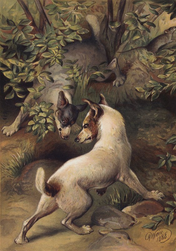Due cani che cercano di raggiungere una pozza d