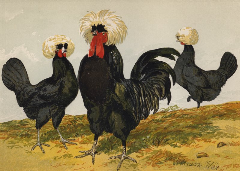 Polacchi Neri con Cresta Bianca da Harrison William Weir