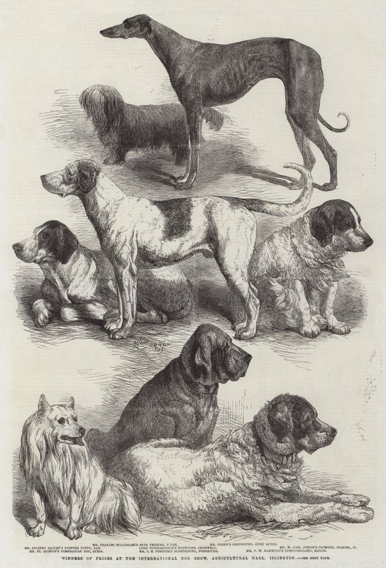 Vincitori di premi alla Mostra Internazionale del Cane, Agricultural Hall, Islington da Harrison William Weir