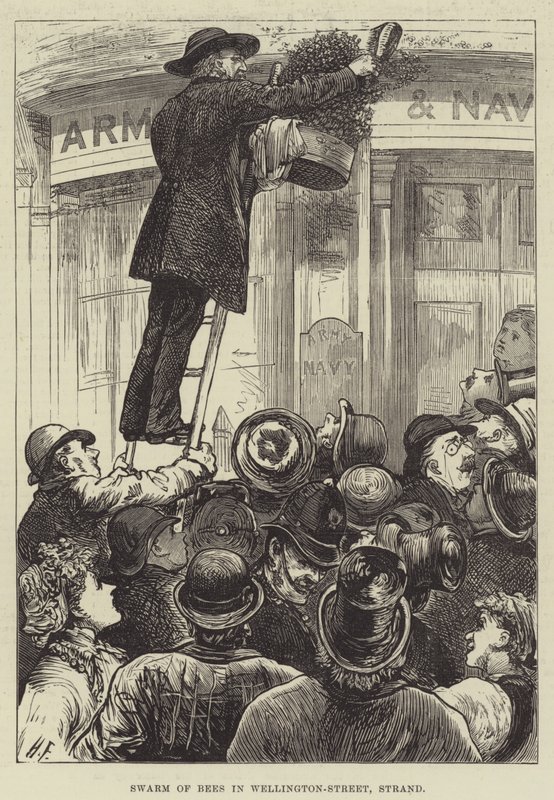 Sciame di Api in Wellington-Street, Strand da Harry Furniss