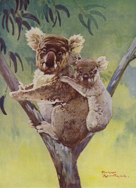 Koala e cucciolo su un albero di eucalipto, Australia da Harry Rountree