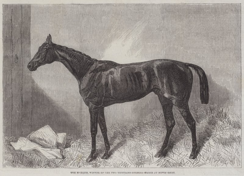 Il Marchese, vincitore delle Due Mille Ghinee a Newmarket da Harry Hall
