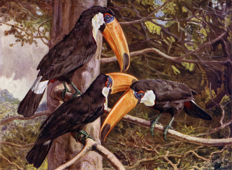 Un gruppo di tucani toco da Harry Hamilton Johnston