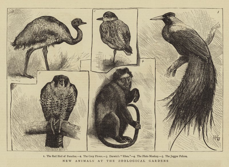 Nuovi animali ai Giardini Zoologici da Harry Hamilton Johnston