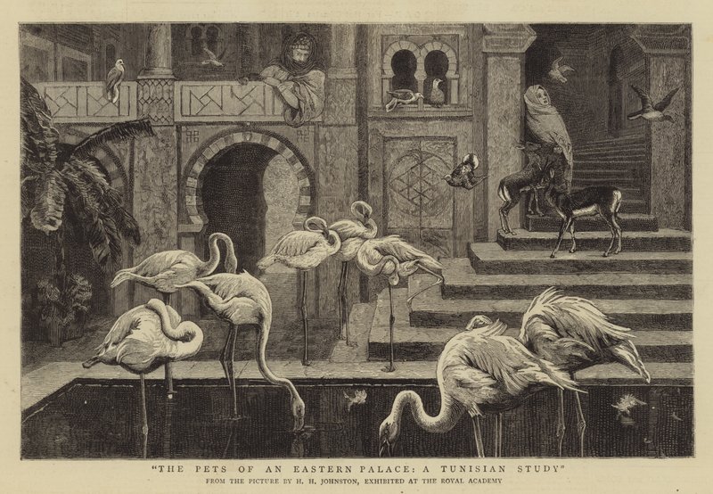 Gli animali domestici di un palazzo orientale, uno studio tunisino da Harry Hamilton Johnston