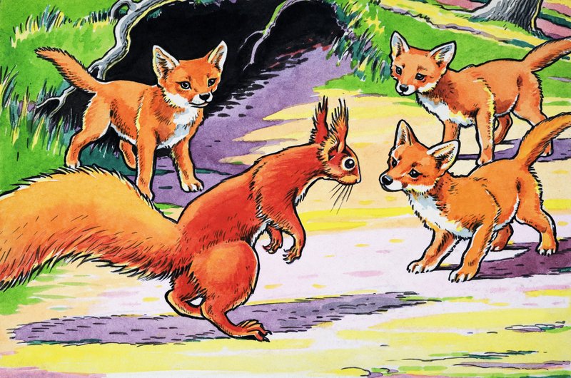 Piccolo scoiattolo rosso da Harry M. Pettit
