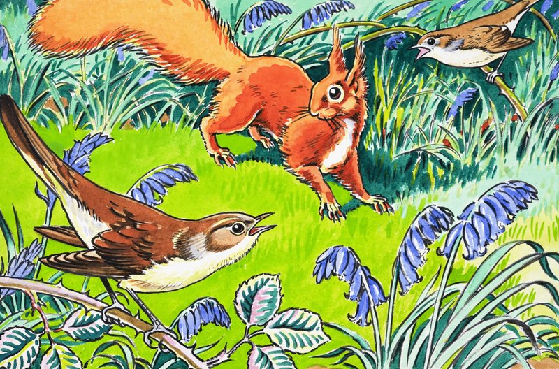 Piccolo Scoiattolo Rosso da Harry M. Pettit