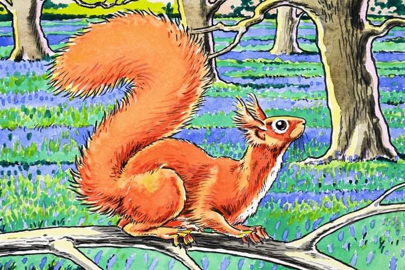 Piccolo scoiattolo rosso da Harry M. Pettit