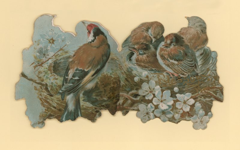 Uccelli da Hector Giacomelli