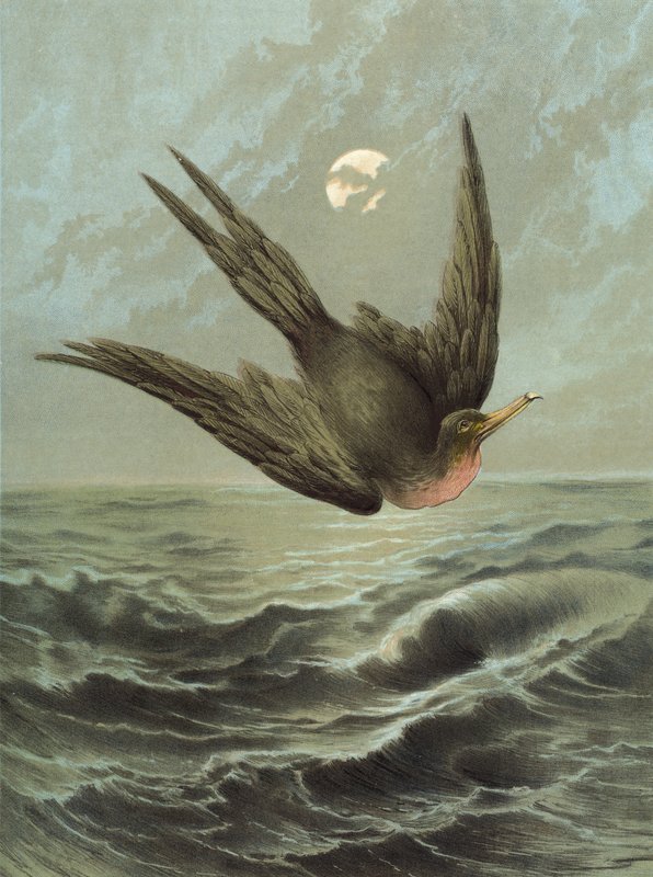 Uccello fregata (cromolitografia) da Hector Giacomelli