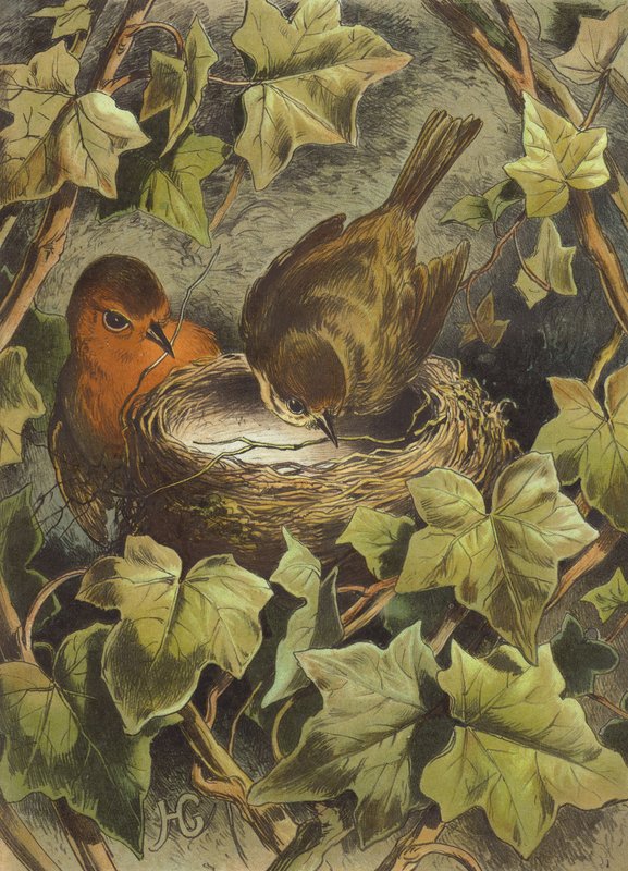Pettirosso che costruisce il nido da Hector Giacomelli