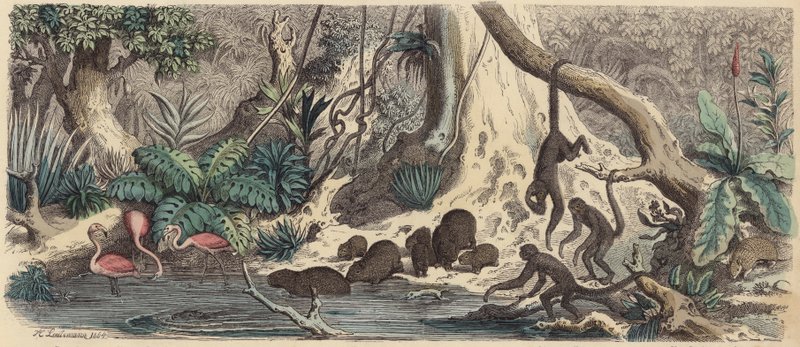 Riva del fiume in Guyana da Heinrich Leutemann