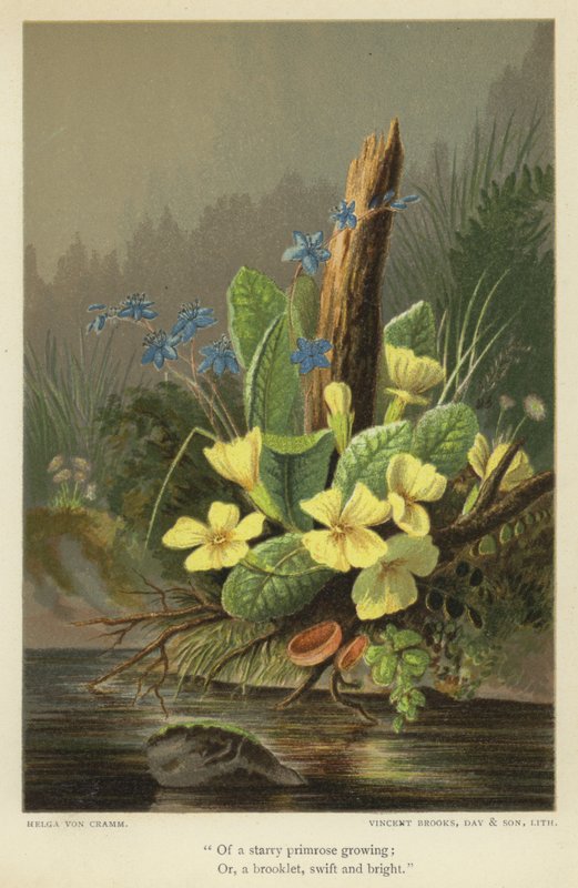 Di una primula stellata che cresce; O, un ruscello, rapido e luminoso da Helga von Cramm