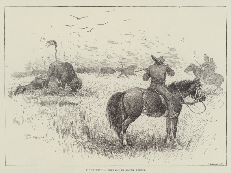 Lotta con un bufalo in Sudafrica da Henry Charles Seppings Wright