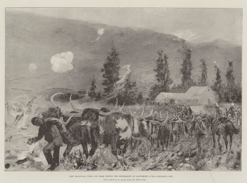 La guerra del Transvaal, squadra di buoi durante il ritiro su Ladysmith dopo Lombard