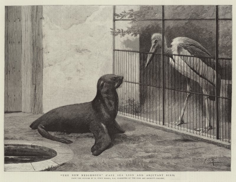 Il Nuovo Vicino, Leone Marino del Capo e Uccello Aiutante da Henry Stacey Marks