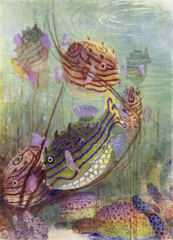 Il pesce coffer dei mari corallini da Henry Charles Seppings Wright