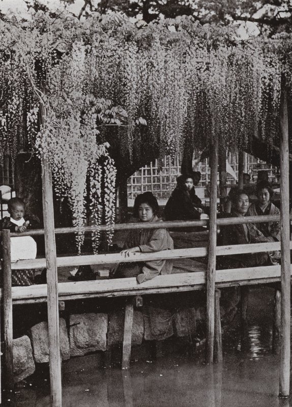 Un pergolato di glicine a Kameido da Herbert Ponting