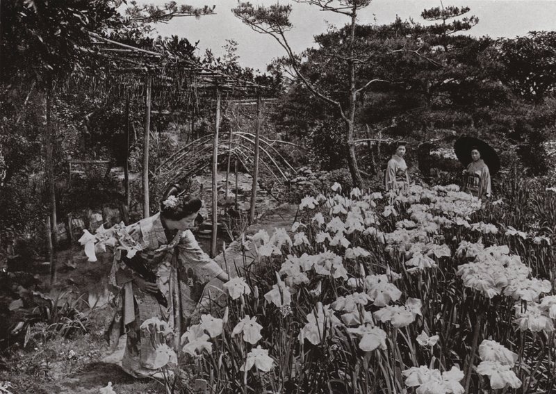 Nel giardino degli iris a Hori-kiri da Herbert Ponting
