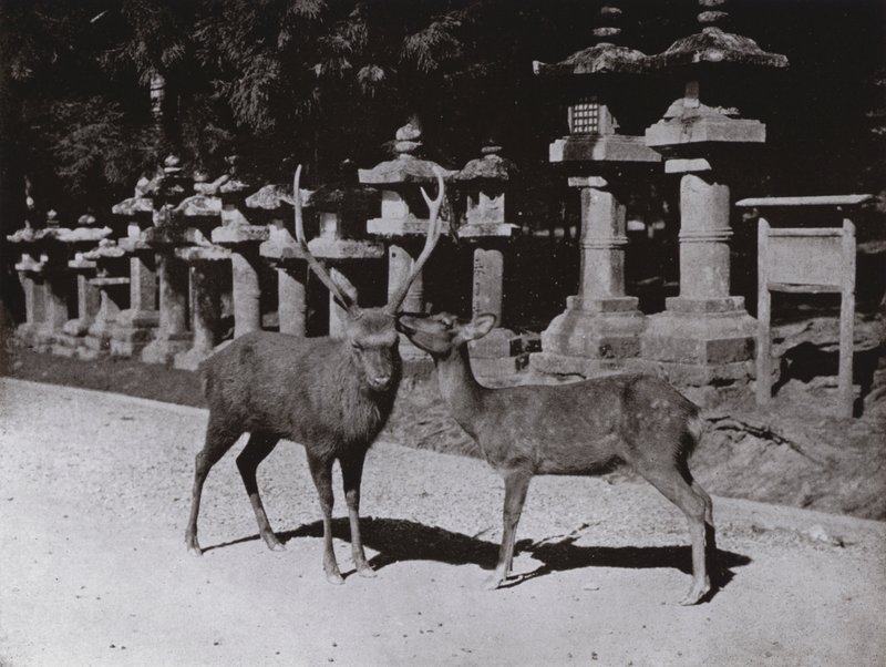 Cervo, uno studio a Nara da Herbert Ponting